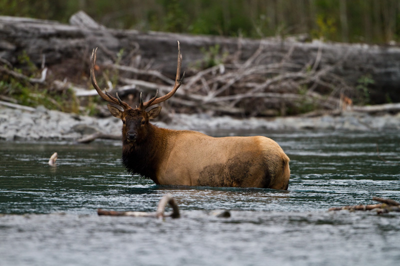 Elk Crossing Hoh River