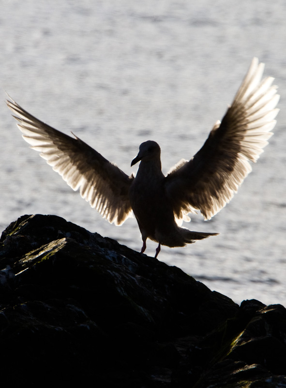 Gull Landing On Rock