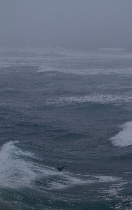 Cormorant And Waves