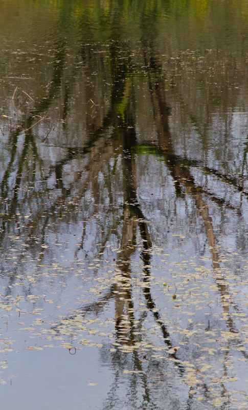 Reflection Of Tree