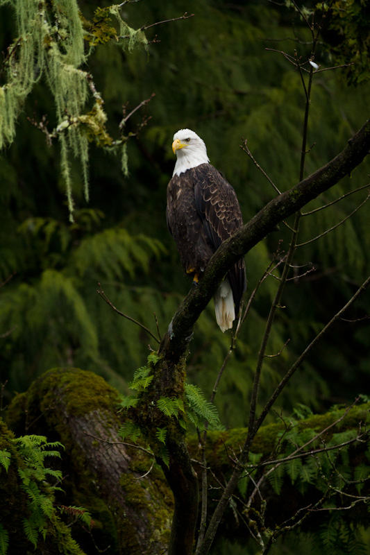 Bald Eagle In Tree