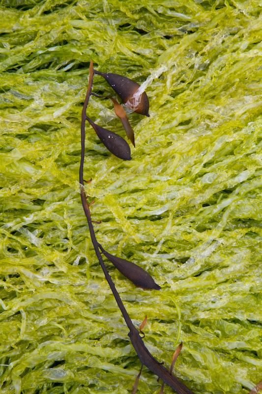 Kelp Frond On Algae
