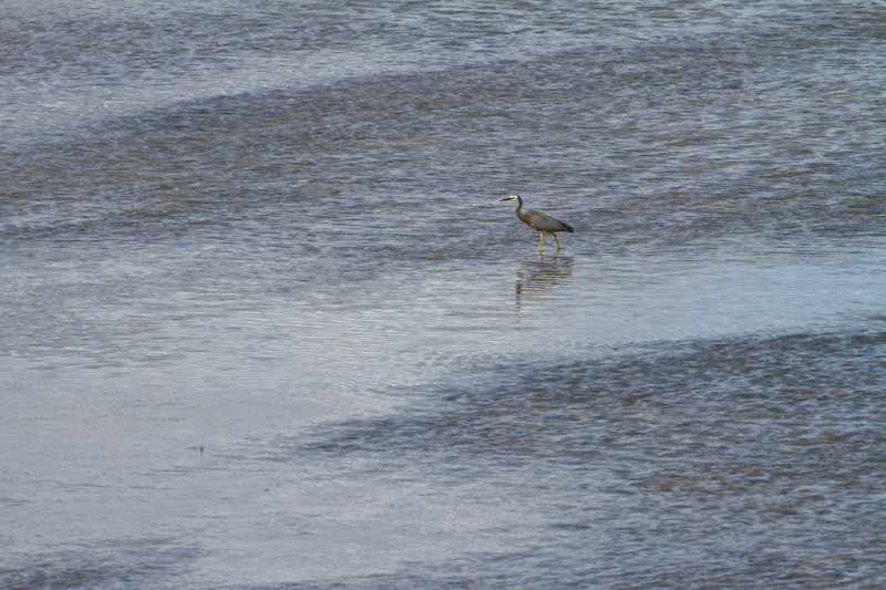 White-Faced Heron On Tidal Flat
