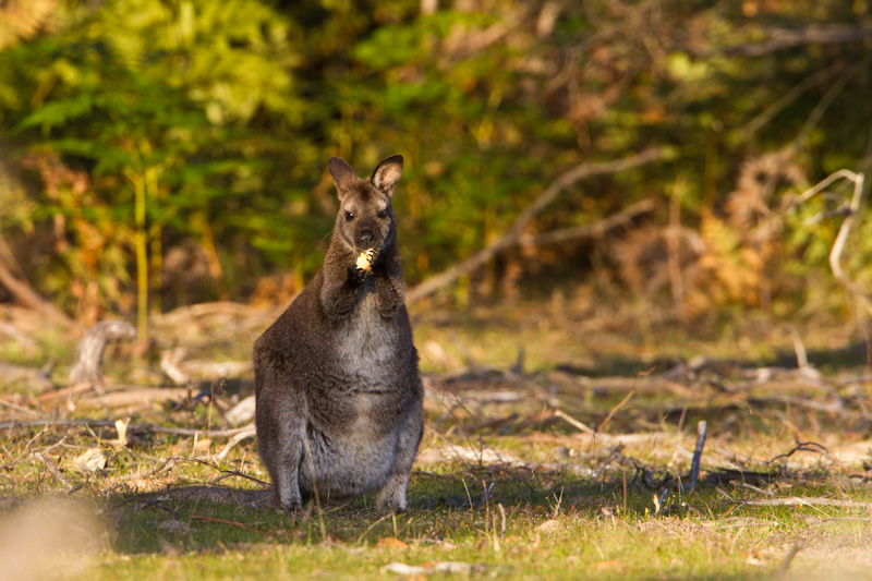 Red-Necked Wallaby