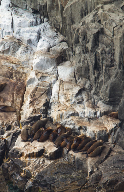 Australian Fur Seals On Rocks