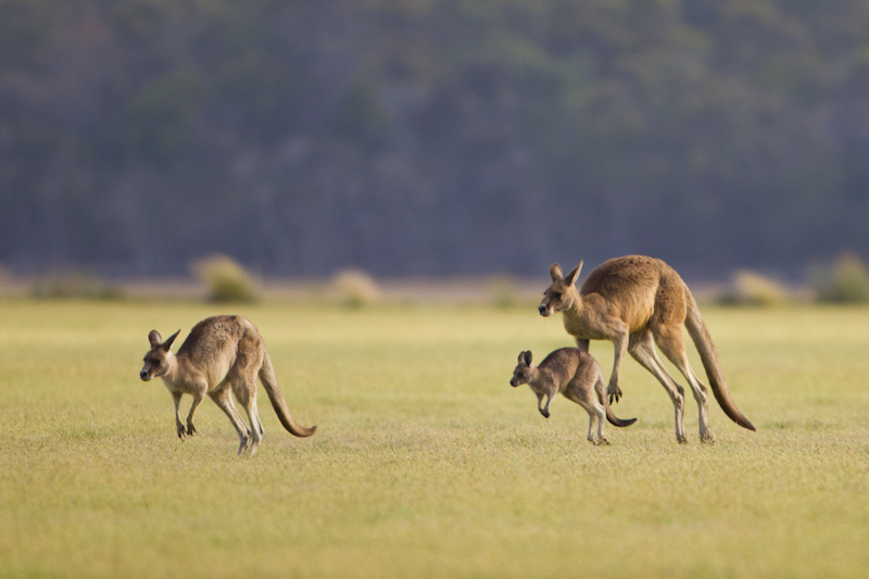 Hopping Eastern Gray Kangaroos