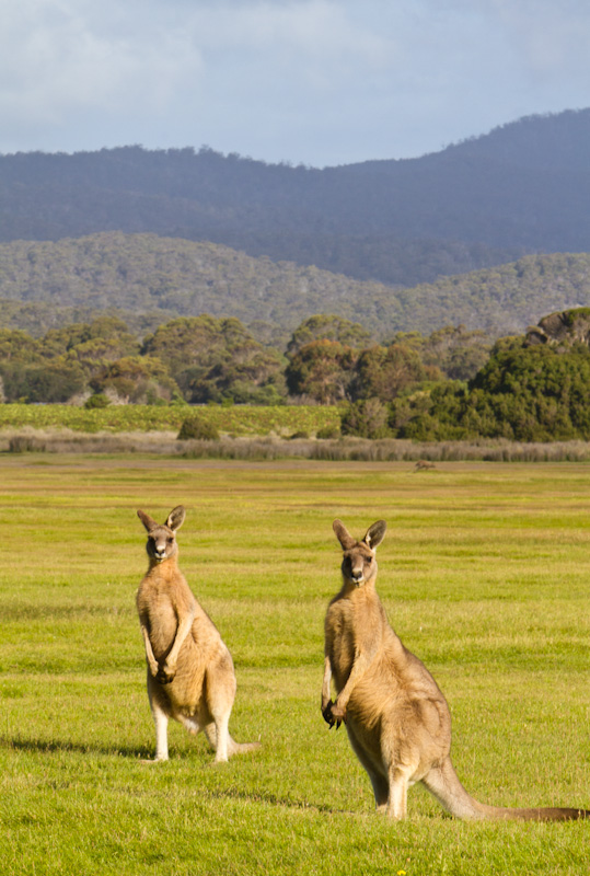 Eastern Gray Kangaroos