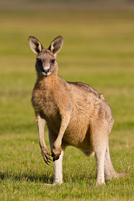 Eastern Gray Kangaroo