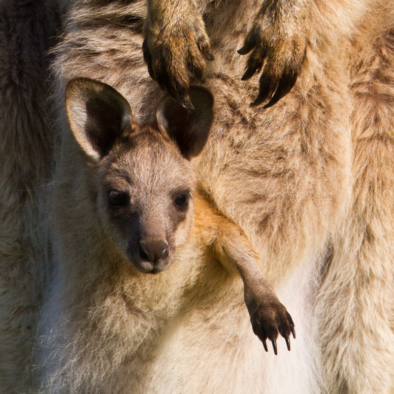 Eastern Gray Kangaroo Joey In Pouch