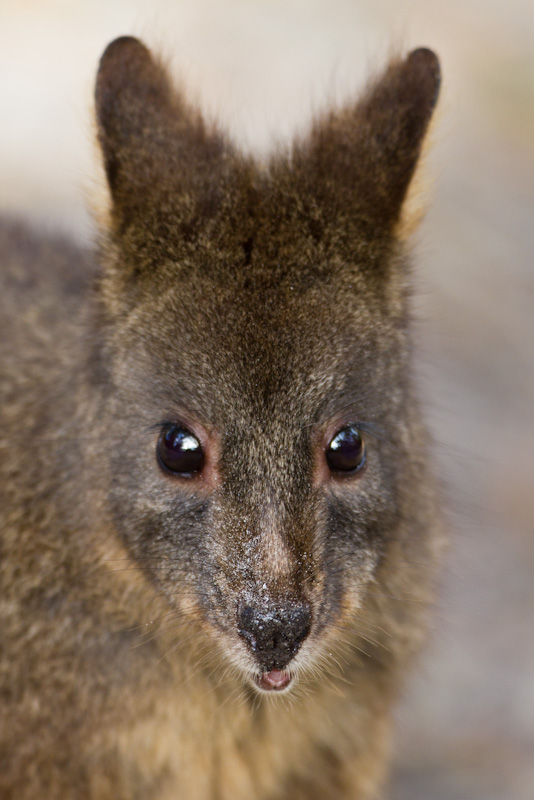 Tasmanian Pandemelon