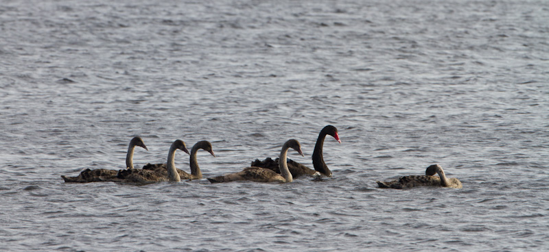 Black Swan And Cygnets