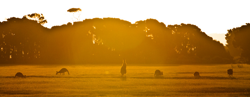 Eastern Gray Kangaroos Silhouetted At Sunset