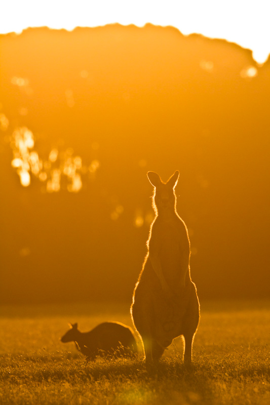 Eastern Gray Kangaroo Silhouetted At Sunset