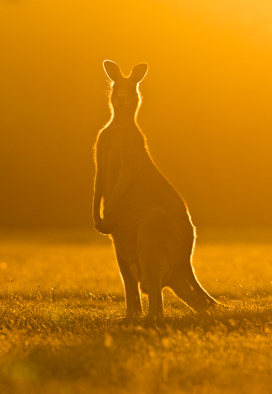 Eastern Gray Kangaroo Silhouetted At Sunset