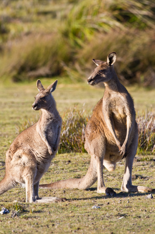 Eastern Gray Kangaroos
