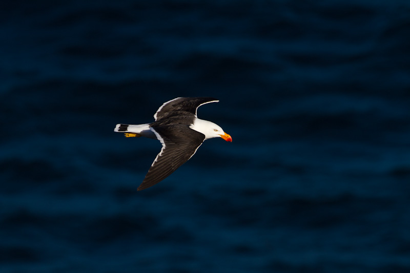 Pacific Gull In Flight