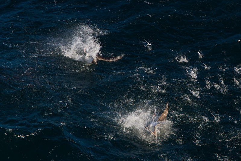 Shy Albatross Diving For Fish