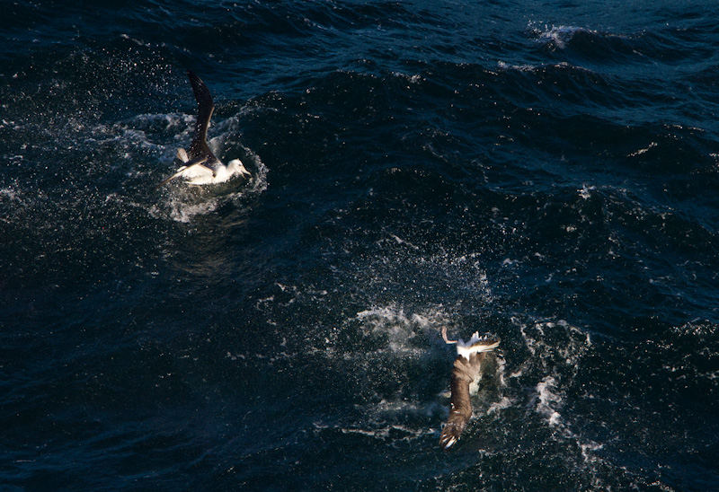 Shy Albatross Diving For Fish