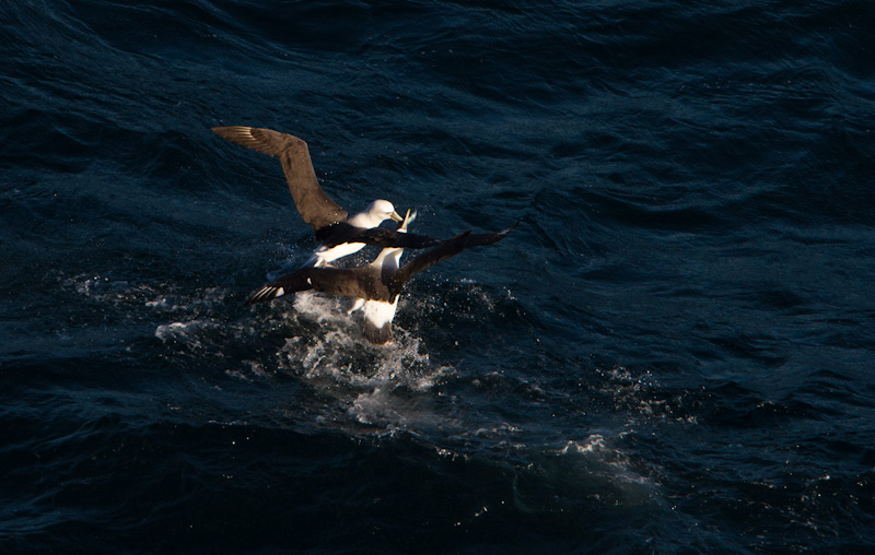 Shy Albatross Fighting Over Fish