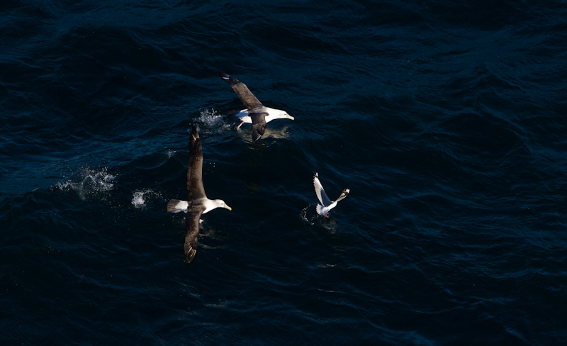 Shy Albatross Taking Flight