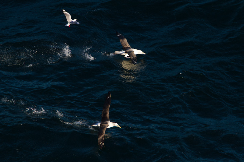 Shy Albatross Taking Flight