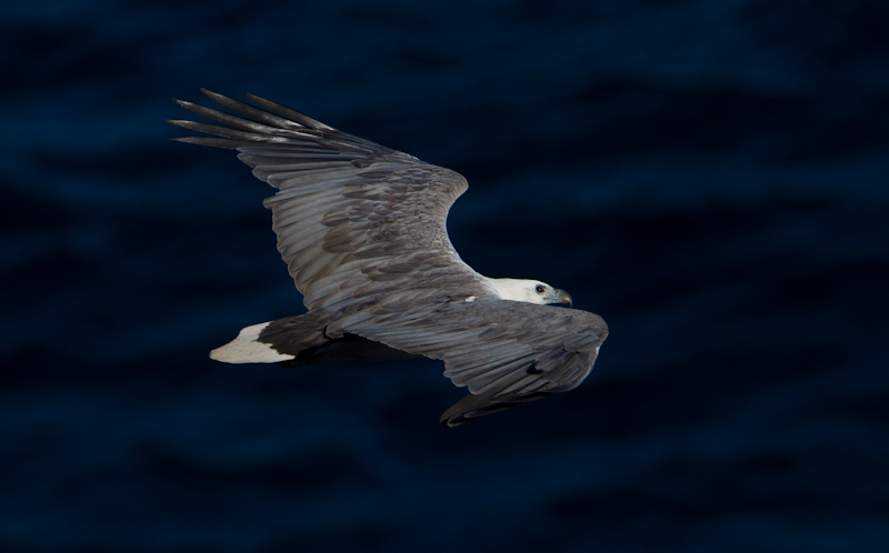 White-Bellied Sea-Eagle In Flight
