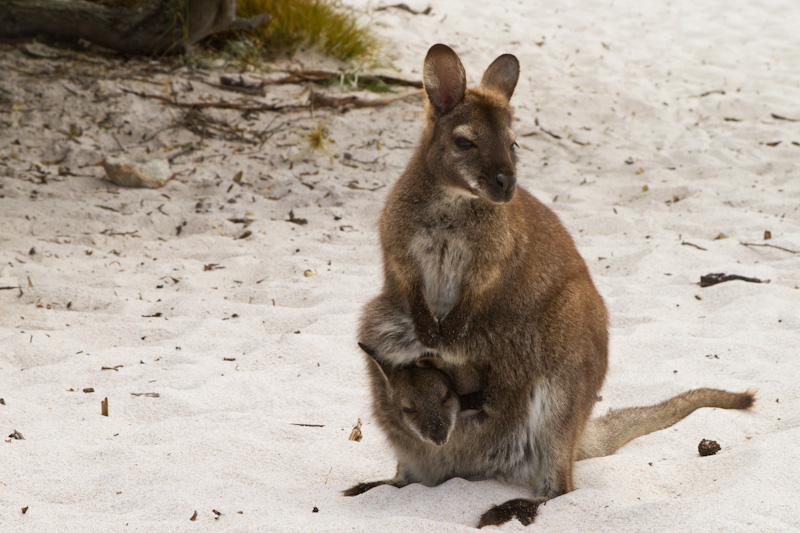Red-Necked Wallaby And Joey