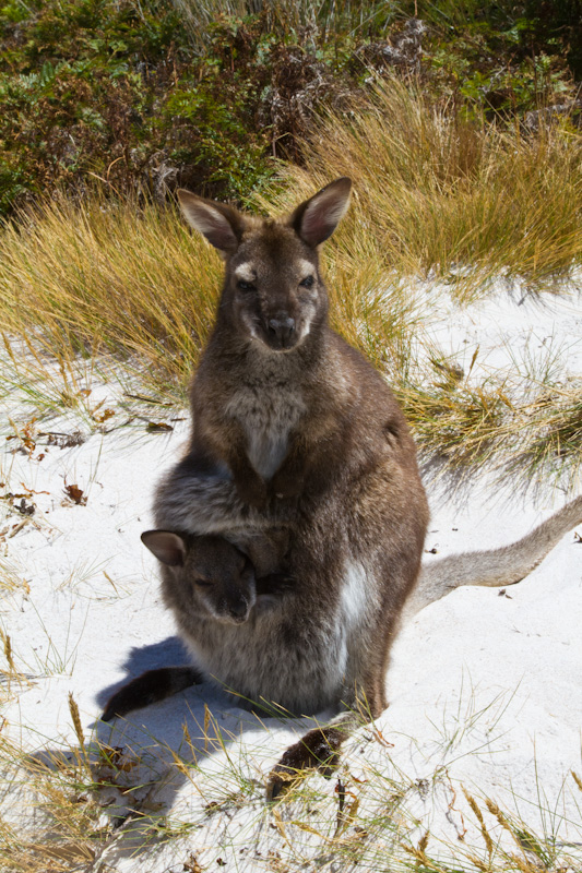 Red-Necked Wallaby And Joey