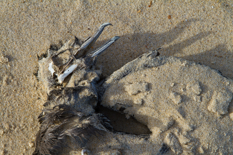 Short-Tailed Shearwater Carcass On Beach
