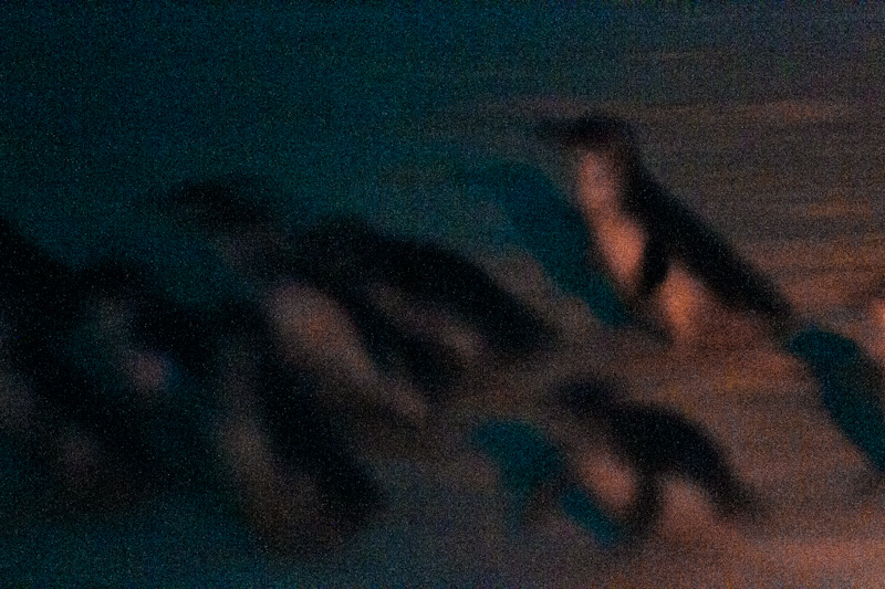 Little Penguins On Beach