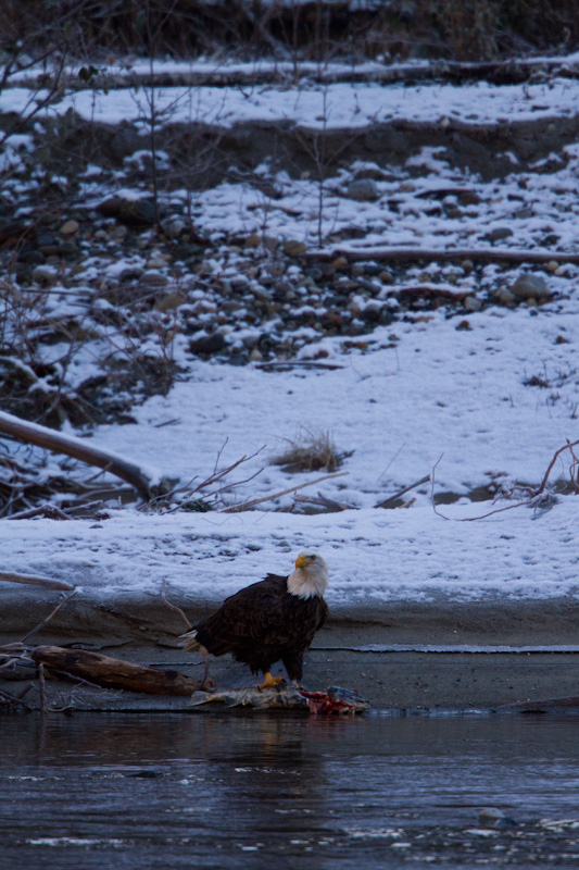 Bald Eagle Eating Salmon On Riverbank