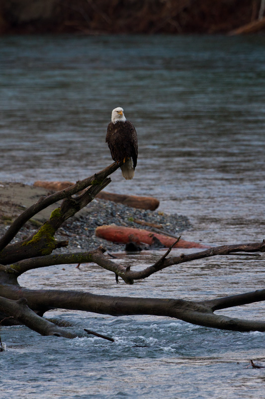 Bald Eagle On Snag In River