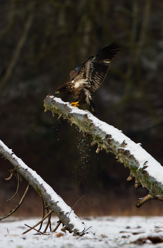 Bald Eagle Landing On Stump