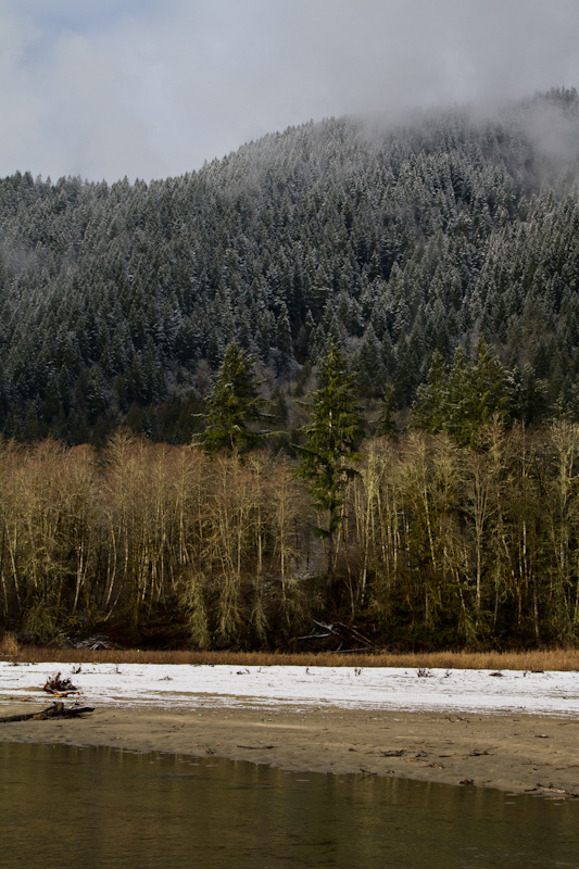 Forested Slopes Above The Skagit River