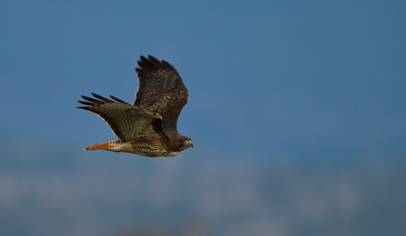 Red-Tailed Hawk In Flight