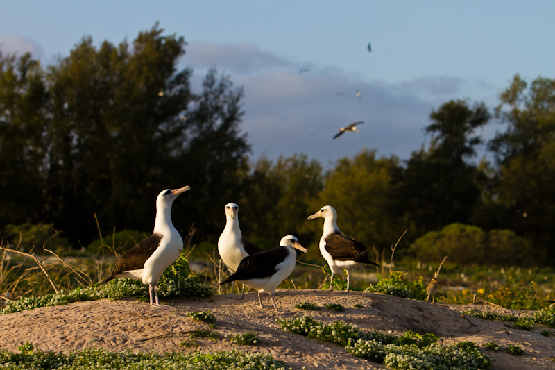 Group Of Laysan Albatross