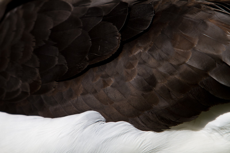 Laysan Albatross Feather Detail