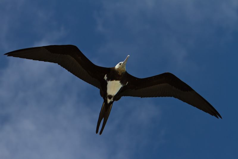 Great Frigatebird In Flight