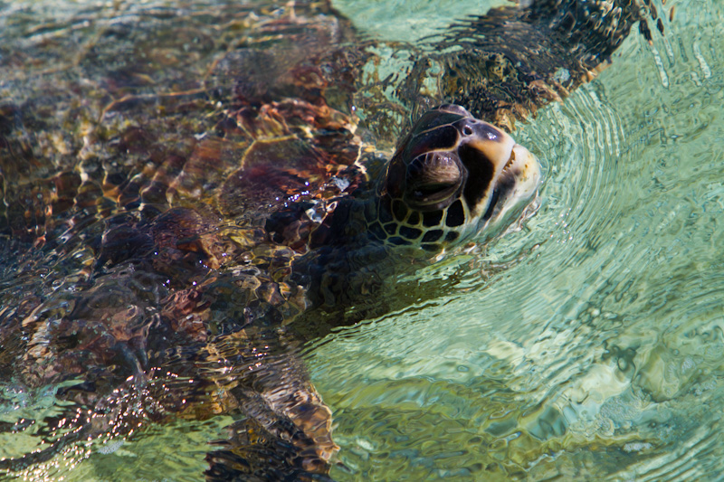 Pacific Green Sea Turtle