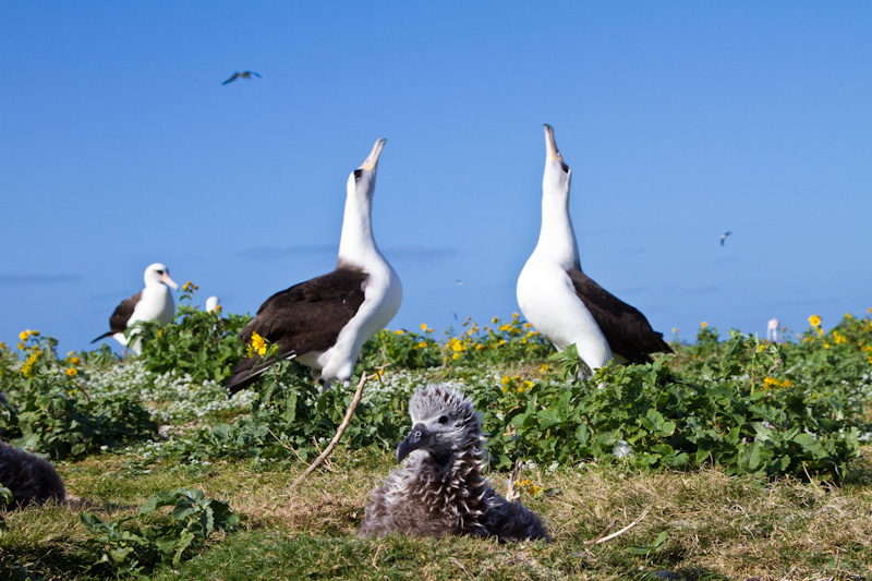 Laysan Albatross Chick And Displaying Adults