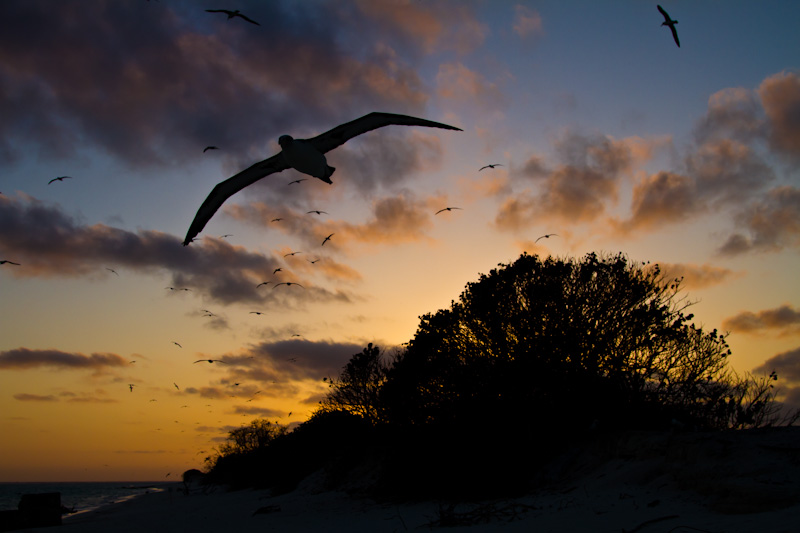 Albatross Silhouettes At Sunset