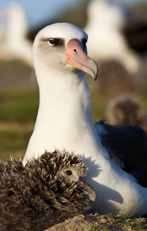 Laysan Albatross With Chick