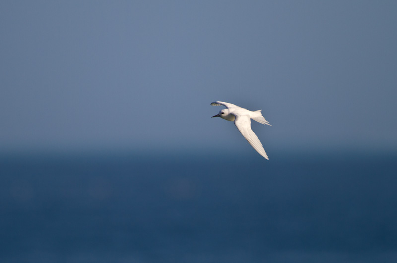 White Tern In Flight