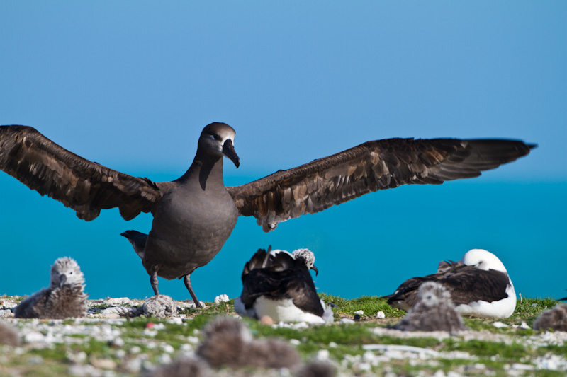 Black-Footed Albatross