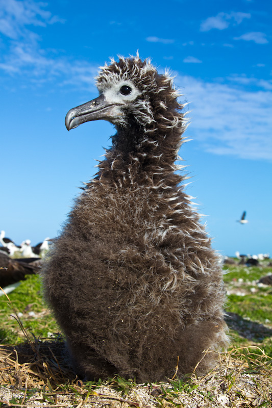 Laysan Albatross Chick