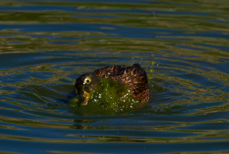 Laysan Duck Bathing