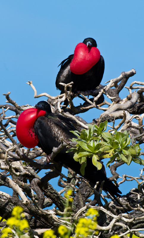 Great Frigatebirds In Bushes