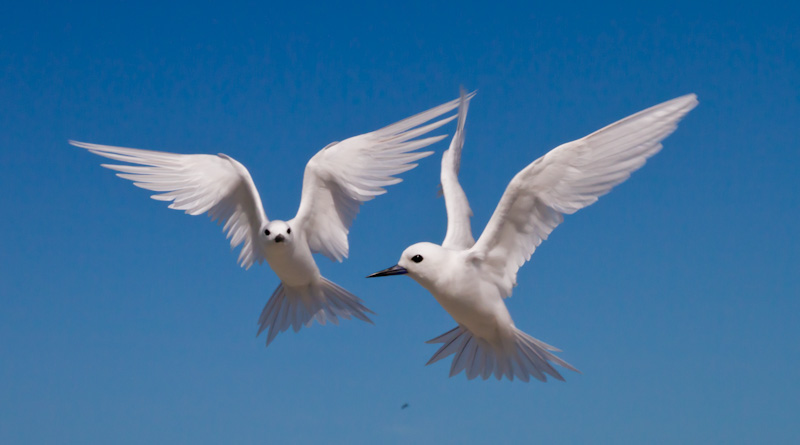 White Terns In Flight