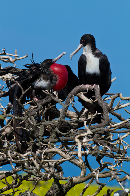 Great Frigatebirds Courting