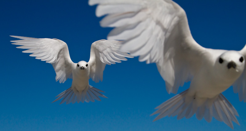 White Terns In Flight